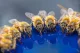 Jak na jaře pomoci včelám - výroba napáječky