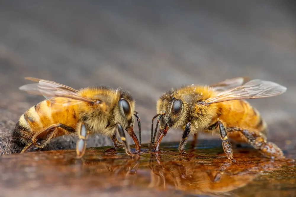 Včely pijí vodu